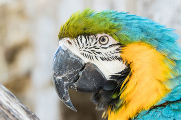 Blau gelber Ara Portrait 