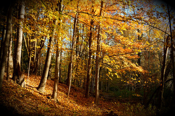 Fototapeta premium Autumn Morning in the Forest