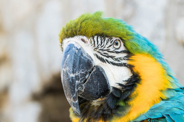 Blau gelber Ara Portrait 