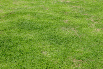 abstract background green grass texture