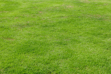 abstract background green grass texture