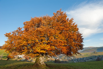 Goldener Herbstbaum im Schwarzwald