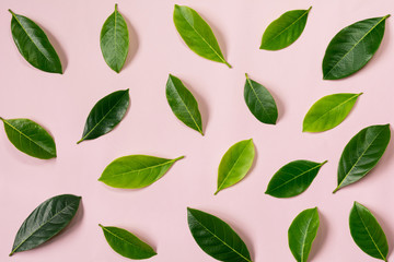 Fresh green leave isolated over pink background.