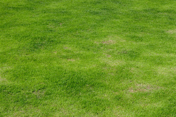 abstract background green grass texture