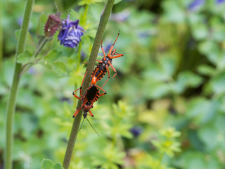 Pair of Rhynocoris iracundus copulating on a plant