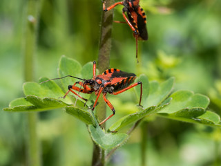 Rhynocoris iracundus sitting on a plant
