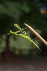 praying mantis, empusa pennata 
