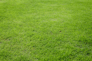 abstract background green grass texture