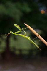 praying mantis, empusa pennata 