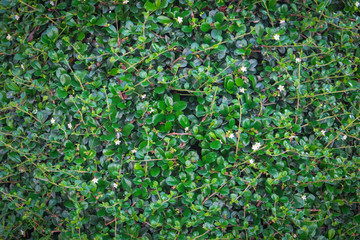 Fototapeta premium green ivy bush wall in garden