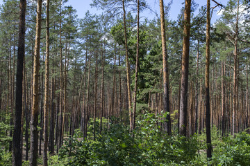 Coniferous forest landscape.