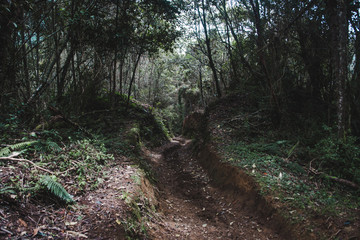 Deeply eroded track creating a channel through the mud of the jungle in Colombia