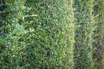 Fototapeta na wymiar green ivy bush wall in garden