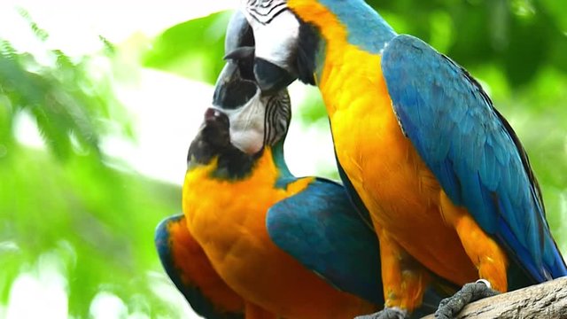 Macaw Parrot