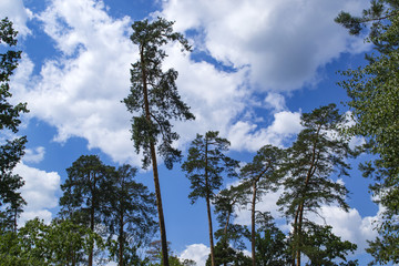 The tall pines against a sky background.