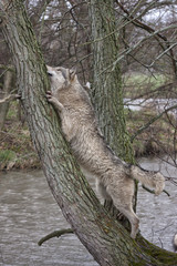 Obraz premium Wolf Trying to Climb a Tree