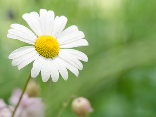 Detail of a blooming daisy