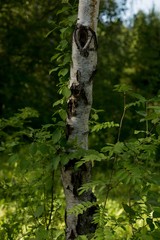 birches. birch grove. green forest. summer