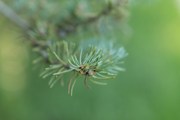 wilderness. branch fir macro. a sprig of pine needles. background texture nature