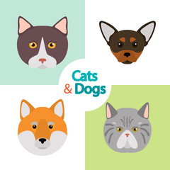 Different cats and dogs breeds muzzles color vector icons set. Flat design