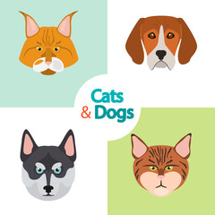 Different cats and dogs breeds muzzles color vector icons set. Flat design