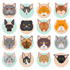 Different cats breeds muzzles color vector icons set. Flat design