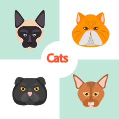 Different cats breeds muzzles color vector icons set. Flat design
