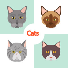Different cats breeds muzzles color vector icons set. Flat design