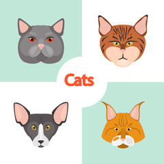Different cats breeds muzzles color vector icons set. Flat design