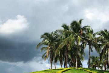 Fototapeta na wymiar Coconut palm trees against blue sky