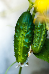 fresh cucumbers in the garden ready to pick with the rest of flower 