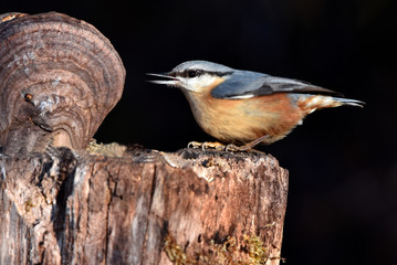 Kleiber; Sitta europaea; nuthatch;