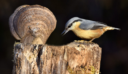 Kleiber; Sitta europaea; nuthatch;