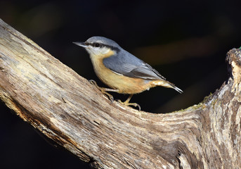 Obraz premium Kleiber; Sitta europaea; nuthatch;