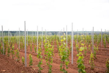 new vineyard