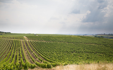 Vineyards of Rhine Hesse