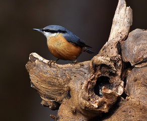 Kleiber; Sitta europaea; nuthatch;
