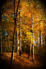 Autumn Morning  - Part 3