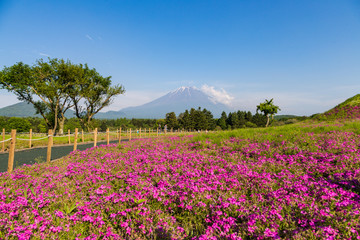 Mt. Fuji with beautiful pink Shibazakura flower filed in Yamanashi, Japan