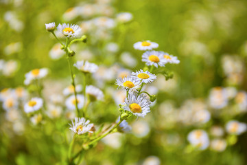 chamomile outdoor in field