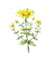 Collection herb. Water color hand drawn illustration. Botanical illustration