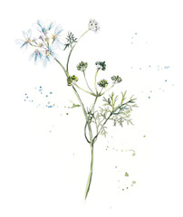 Collection herb. Water color hand drawn illustration. Botanical illustration