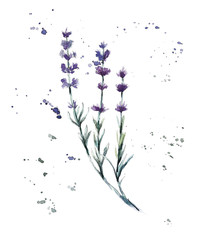 Collection herb. Water color hand drawn illustration. Botanical illustration