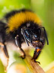 Honey bee