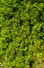 Incense cedar tree Calocedrus decurrens branch close up.