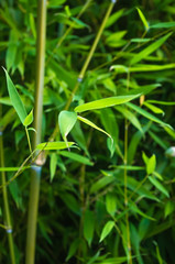 leaves and trunks of young bamboo on a dark background