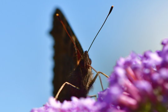 butterfly suckling nectar from budleja davidii flower