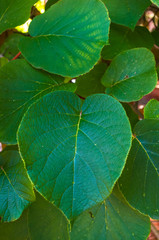 Green kiwi leaves on the vine, close up