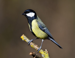 Meise; Kohlmeise; great tit; great titmouse; Parus major;