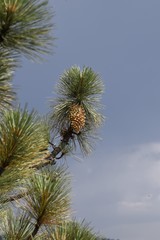 Pine cone in pine tree